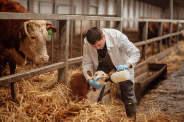 Veterinarian feeding milk to calf with bottle at farm