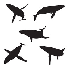 Blue Whale Silhouette Vector Illustration Set