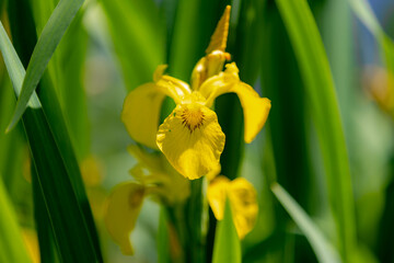 Selective focus of yellow flower with green leaves growing along the river shore, Iris pseudacorus...