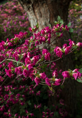 Fototapeta premium pink flowers
