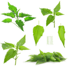 young leaves of nettle isolated on a white background