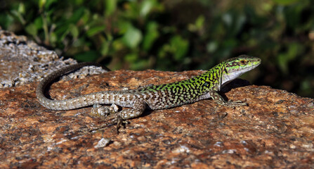 Tyrrhenische Mauereidechse sonnt sich auf einem Felsen in Sardinien