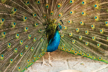 Obraz premium Majestic peacock of intense blue color spreading its tail feathers, displaying its colorful plumage at the Bachkovo Monastery, close to Plovdiv, Bulgaria
