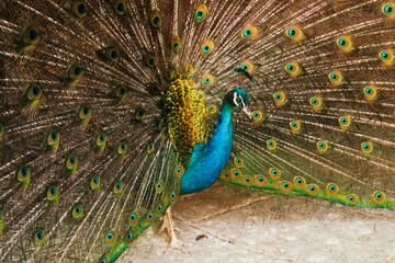 Obraz premium Beautiful peacock of intense blue color spreading its tail feathers, displaying its colorful plumage at the Bachkovo Monastery, close to Plovdiv, Bulgaria