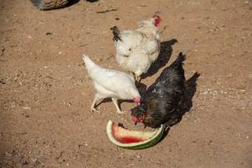 A farm in the Kurdistan province of Saqez city where chickens and roosters roam