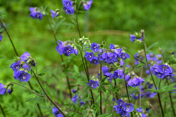 Polemonium reptans 'Stairway to Heaven' in flower.