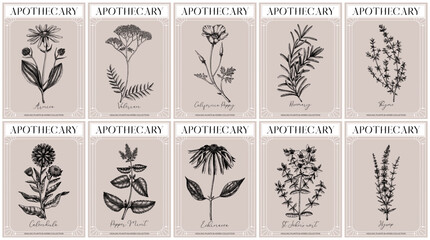 Apothecary labels set. Healing plants and medicinal herbs sketches. Art nouveua, adt deco, vintage, retro style. Frame design templates. NOT AI generated