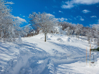 Snow-covered trees by a side of ski slope course (Madarao Kogen, Nagano, Japan)