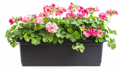 Pink Geraniums in Black Planter Isolated on Transparent Background