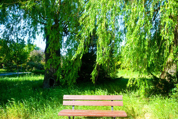 Wierzby o płaczącym pokroju, wierzby płaczące w parku. © 123108 Aneta