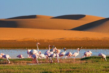 Flamingos in lagoon of Walwis bay, sandy dunas on the background. Namibia, Africa