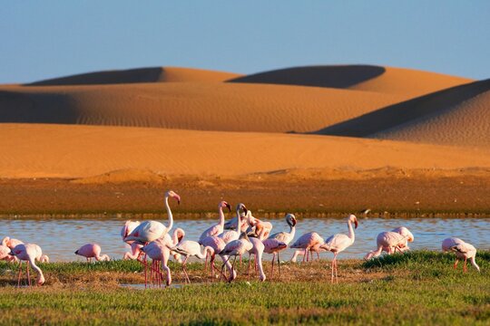 Flamingos in lagoon of Walwis bay, sandy dunas on the background. Namibia, Africa