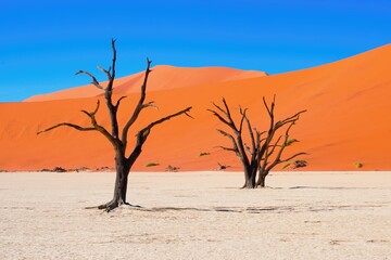 Dead Camelthorn trees and red sandy dunes in Deadvlei, Sossusvlei, Namib-Naukluft National Park,...