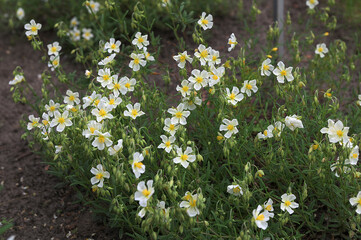 Helianthemum rock rose flowers