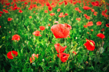 Mohn - Ecology - Beautiful summer day. Red poppy field. - Flowers Red poppies blossom on wild field. - Sunrise - Sunset - High quality photo
