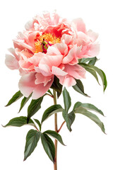 Pink peony isolated on white background