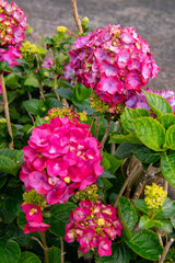 Pink Hortensia flowers on Azores islands. Selective focus of Hydrangea in the garden. Bushes of purple pink ornamental flower with green leaves. Natural floral background.