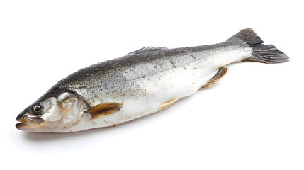 Fototapeta premium fish on white background