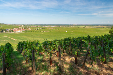 View of Chambolle Musigny vines with slope descending to plain