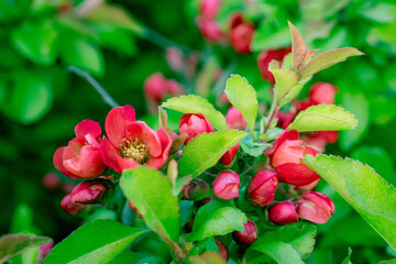 Red quince flowers in spring.