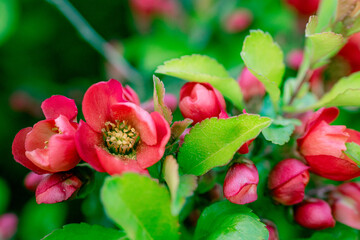 Red quince flowers in spring.