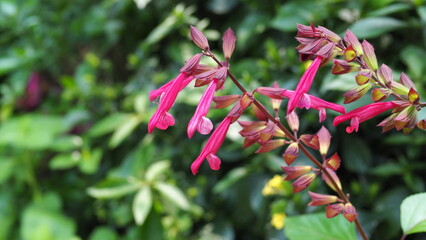 2 branches of Purple scarlet Salvia flowers (Wendy's wish) on the right foreground, with a blurred...