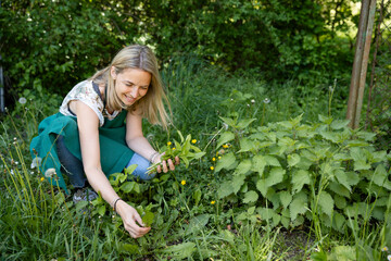 pretty, attractive woman in her early 40s, collects wild herbs in the garden, meadow, forest for a salad, for cooking, eating, for smoothies