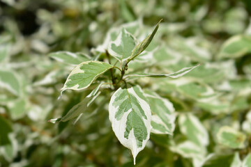 Red osier Dogwood Flaviramea leaves