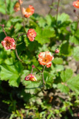 Avens Mango Lassi flowers