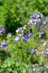 Blue Jakobs ladder flowers