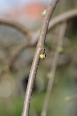 Weeping white mulberry branch with buds
