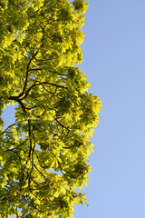 Common horse chestnut branches