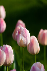 Fototapeta premium pink tulip flower
