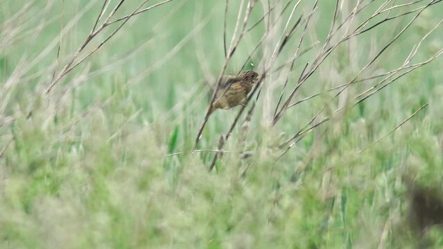 one Young stonechat chick sits in the bush and is fed by its mother in Magdeburg, Saxony Anhalt, Germany, Europe