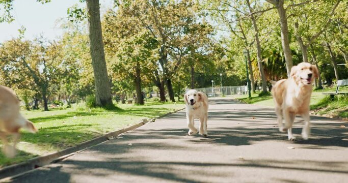 Dogs, Labrador and running with pack at park for freedom, fun walk or day at playground. Group of animals, pets or canine unit enjoying outdoor sunshine on road, street or path in nature together