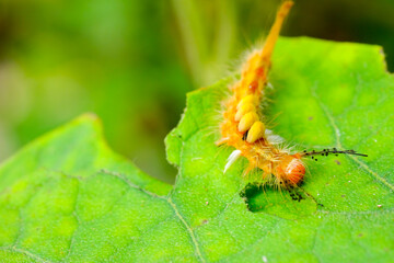 close up the worm on  green leaf