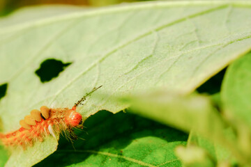 close up the worm on  green leaf