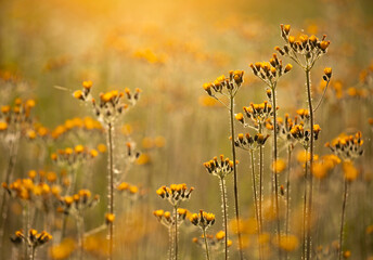 Wiosenna łąka, pola żółtych kwiatów, tapeta, dekoracja.