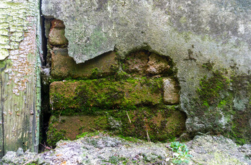 Collapsed gray plaster on a brick wall. Moss and lichen on the surface