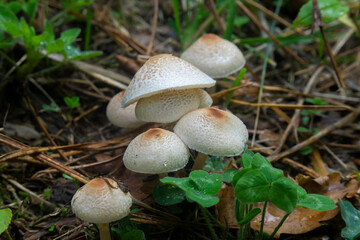 Several white mushrooms with a brown spot on the cap in the grass. Leucoagaricus, Lepiota cristata.
