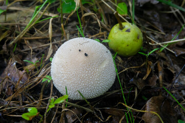 A white mushroom in the form of a rough ball on the grass. Blurred wild green apple on background.