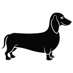 dachshund  Dog silhouette vector illustration on white-background