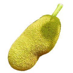 jackfruit isolated on white