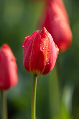 red tulip in the garden
