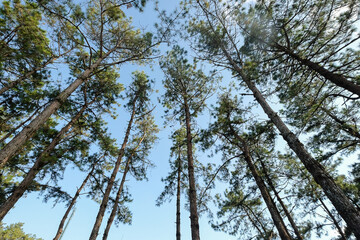the under view of atmosphere of the forest with dramatic tone
