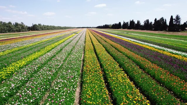 Field aerial video of Ranunculus in Kibbutz Nir Yitzhak