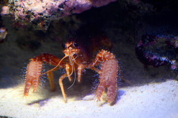 ショウグンエビ