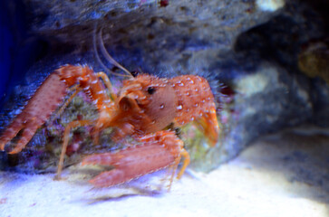 ショウグンエビ