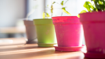 colorful pots plants