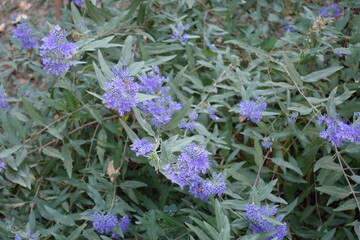 Lavender colored flowers of Caryopteris clandonensis in mid September
